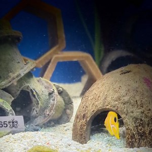 Another Masstick lover. Tank Bred Regal Angel | Abyss Aquatic Warehouse