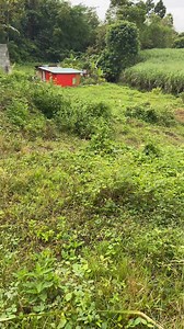 4.5K views · 180 reactions | Nindot kaayu sa Pamati nga Napa toluan nomo’g Singot. | Dan Cahulogan Vlog | Facebook