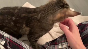 1.3K views · 111 reactions | Mulan is heading back to the shelter today and will be available for adoption very soon. Just needs her spay (tbd). She is a loving, sweet, gentle girl approx 1yr old. Contact LAPS if you are interested in opening your heart and home to this special girl ❤️ | LAPS Foster Kittens | Facebook