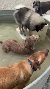 207 reactions | pool party 6/28 | K9 Country Club | Facebook