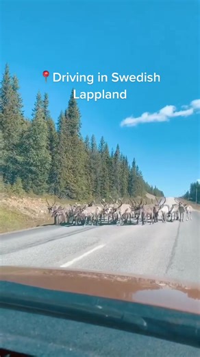 Theangry_hippie på TikTok