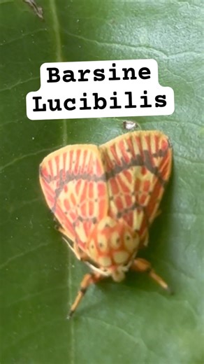 Barsine lucibilis