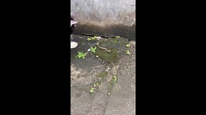 Baby python attacks youngster while being teased by cats