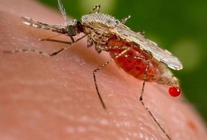 Ghana sahkan nyamuk Anopheles stephensi, vektor pembawa malaria baharu