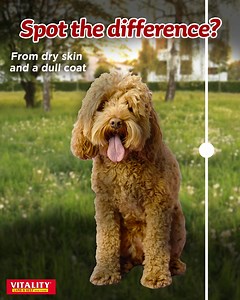 3.3K views | Bring out your dog’s healthy and shiny coat by giving them Vitality Dog Food—crafted with hypoallergenic ingredients and Omega Magic Blend. #GivingVitality | Vitality Dog Food Ph | Facebook