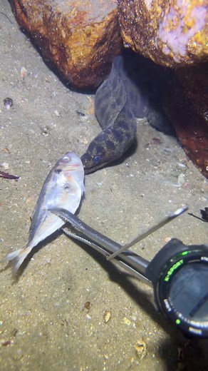 #fishing #eels #deepsea #nemo #diving #lobster #beach #crab #nature #sea #catchthesea