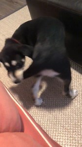 2.4K views · 160 reactions | 2020 in a nutshell | Humane Society of Charlotte | Facebook