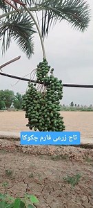 Palm Garden|khajoor| Farming Techniques