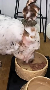 19K views · 546 reactions | Have to do what you have to do #bassethound #dog #bassethoundlife #bassethoundlove #bassethoundmoments #virals #bassethoundsofinstagram #bassethoundpuppy #bassethounds | Basset Hound Lover | Facebook