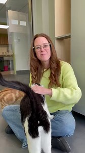 6.3K views · 195 reactions | 퐓퐫퐨퐢퐬 퐚퐯퐚퐧퐭퐚퐠퐞퐬 퐝’퐚퐝퐨퐩퐭퐞퐫 퐮퐧 퐜퐡퐚퐭...