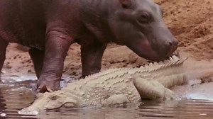 2.8K views · 16 reactions | Hippos fear nothing! Watch the hippo lick and chew on crocs like teething rings without repercussions. Crocs know better than to make a hippo angry... | Snake Farm | Facebook