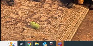 Leigh’s Lost and Found: Big reward offered for stolen German Shepherd/White Wolf puppy