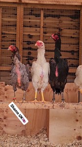 88K views · 5.8K reactions | Shamos hens | SHAMO UK | Facebook