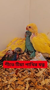 Yellow ringneck parrot chick's #parrots #birds #viralreels | Exotic Pets Aviary