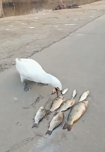 82K views · 244 reactions | Hungry pelican and his dinner | Handy Dandy | Facebook