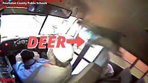 Watch: Deer Smashes Through School Bus Windshield