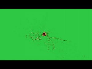 Green Screen Gun shoot fire🔥Blood 🤘🏻effect fire shoot green screen #greenscreen