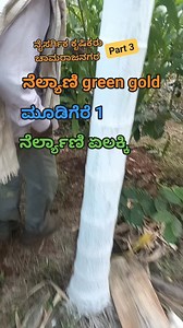 ಏಲಕ್ಕಿಯಲ್ಲಿನ ವಿಧಗಳು | Sustainable agriculture India - Nirman ಸುಸ್ಥಿರ ಕೃಷಿ ಭಾರತ - ನಿರ್ಮಾಣ