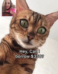FaceTiming your human be like😂📱 | Angel Bengal
