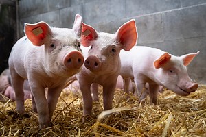 How Long Is A Pig Pregnant?