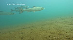 I did manage some freshwater filming to while in Norway getting some sea trout & salmon in the rivers. | Jack Perks Wildlife Media