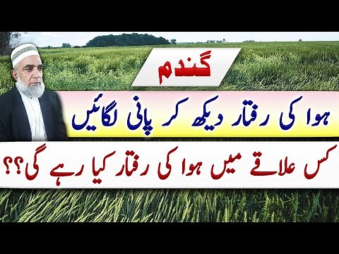 Wind speed in different areas and irrigation in wheat crop || Crop Reformer