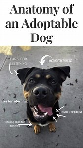 Meet Tank, the lovable 1-year-old Labrador ready to fill your life with kisses and cuddles galore! Tank is a friendly and affectionate guy who's always ready to shower you with love and sloppy kisses. He's a big fan of going for long walks and exploring the great outdoors, but he could use a little guidance to learn proper leash manners along the way. Tank's vibrant personality shines through in his vocal nature, so he'll need a patient and understanding family who's willing to help him find his