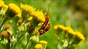 Male or female, mating is equally risky for these insects, finds IISc study