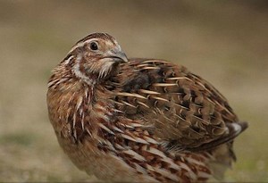 Coturnix - Alchetron, The Free Social Encyclopedia