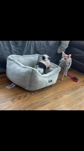 Kitty loves the kitties 🫶🐾#sphynxworldwide #sphynxcommunity #sphynxlife #sphynx #sphynxkitten #nakedcat #sphynxofig #sphynxlair #sphynxofinstagram #sphynxofinsta #catsofinstagram #catoftheday #cats #puppy #dog #chihuahua | Jenny Naked-Sphynx Babies