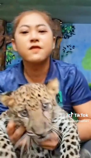 เช้าวันนี้พี่ๆ ยิ้มแล้วหรือยัง 🐆 #น้องแผ่นดิน #เสือดาว #เชียงใหม่ไนท์ซาฟารี #สัตว์โลกน่ารัก #chiangmainightsafari | เชียงใหม่ไนท์ซาฟารี Chiang Mai Night Safari