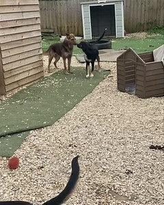 3.2K views · 94 reactions | Bessie and Cuba (the pups) have been...