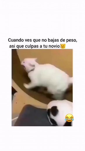 🤣🤣🤣🤣🤣🤣 #fitness#cats | A donde ir CR