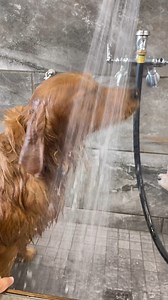 3.8K views · 31 reactions | *The looong shower you take after a good beach day*  We've got everything you need at our Self-Serve Dog Wash to keep your furry friend looking and feeling cool as the weather heats up — shampoo, conditioner, dryers — so your pet can sizzle and shine this summer. ✨ Find a location: https://bit.ly/44lUUDX : thegoldenboyythor | Pet Supermarket | Facebook