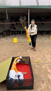 2.3K views · 209 reactions | How much does a peacock cost? Peacock breeding. Whoever raises a peacock at home will be rich. | Kasim Birds Farm | Facebook