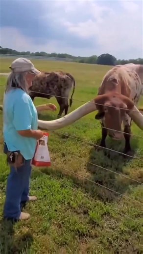 1.3K views · 37 reactions | The size of the horns on Texas long horn cattle | Animals Videos | Facebook