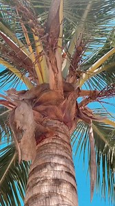 6.6K views · 42 reactions | Tree tops and bottoms up! Enjoy all you can eat and drink under the palms at Paradise Beach! #paradise #paradisebeachcozumel #paradisebeach #paradisefound #mexico #cozumel #cozumelmexico #beach #beachclub #beachday #cruise #cruisevacation #vacation #travel #travelgram #lovetocruise #cruiseaddict #allinclusive #royalcaribbean #celebritycruise #carnivalcruise #ncl #virginvoyages #msccruise #princesscruise #bestbeach | Paradise Beach Cozumel | Facebook