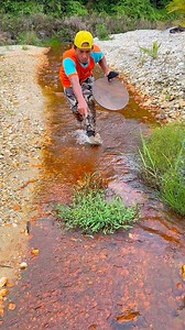 1.9M views · 15K reactions | Wow, it's amazing, those wild aquatic plants contain thousands, even millions of pure gold. #goldrush #ohmygod #goldnugget #goldhunting #PUREGOLD #goldriver #goldtreasure #golddigging #golddiscovery #goldprospecting #goldpanning #GoldInvestment | Nepri Andries | Facebook