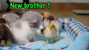 5.6K views · 470 reactions | Newborn Kittens Experience a Baby Chick for the First Time  | Love cats | Facebook