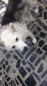 11K views | Cuore Husky Rescue on Reels | Facebook