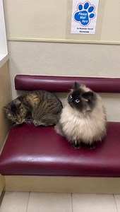 15K views · 371 reactions | Friendly Noodles on Reels | Facebook