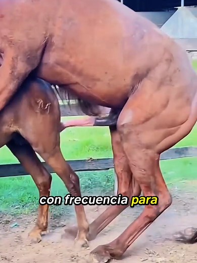 why does a female horse sometimes urinate when a male horse approaches 🐴 #tiktokgrowthchallenge #horsebreeding #horsefacts #horselife #equine