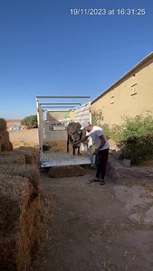 Jarjeer Mules on Reels