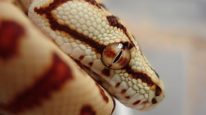 Monsieur Reptile présente un serpent hybride peu commun issue du croisement entre un python vert et un python tapis. | Monsieur Reptile