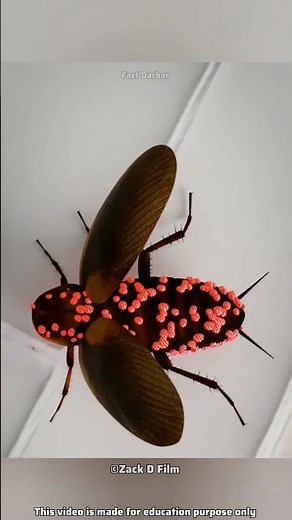 How Cockroach Live Without Head 🪳!!!