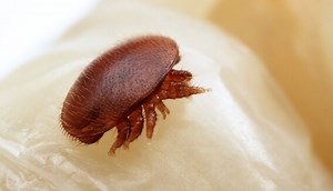 Varroa Control - Véto-pharma