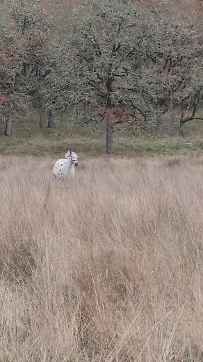 12K views · 473 reactions | Mary❤️ #foundationappaloosa #appaloosa #ranch #horseranch #horse #horses #appaloosabreeder #mare #equine #equestrian #horselife #ranch | Jack Creek Appaloosas | Facebook