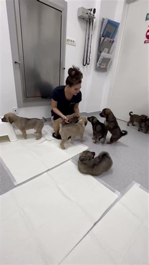 Va rugam sa distribuiti aceasta postare 🙏🙏🙏 Suntem 11 bulgarasi galagiosi si ne dorim ca in prag de sarbatori sa avem si noi casuta noastra si o familie care sa aiba grija de noi .Ne-am nascut in strada , dar am avut noroc ca mamica sa fie gasita si adoptata impreuna cu noi , de o familie iubitoare . Din pacate noi va trebui sa ne despartim de mamica noastra si sa mergem fiecare la casutele noastre . Inca suntem mici , dar foarte jucausi si draguti . Promitem ca nu o sa facem multe prostioare