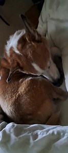 *sneaky licking mode engaged* 👀 | Mr Scooby Doo and The Mousketeers