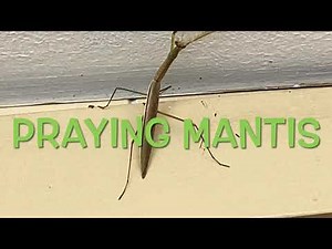 C SHELL SURF PRAYING MANTIS
